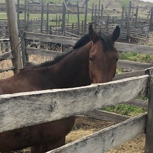 Meet your Posher, Scottie